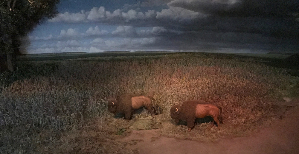living-with-the-land-prairie-buffalo.jpg