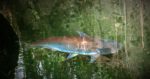Animal Kingdom shark catfish swimming in his channel