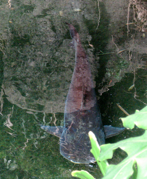 Animal Kingdom Paroon shark catfish looks for tasty morsels