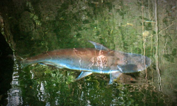 Animal Kingdom shark catfish swimming in his channel
