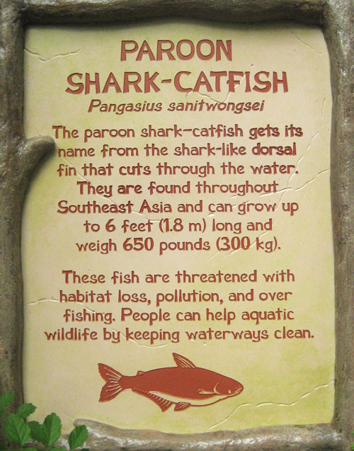 Animal Kingdom Paroon Shark Catfish sign