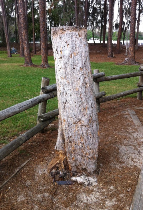 The stump of the Fort Wilderness Lawn Mower Tree still exists.