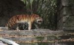 Jungle Cruise Tiger