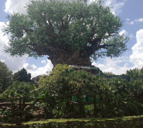 Here a crew is seen power washing a cement tree in full view of the public. Because magic.