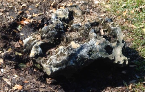 The indigenous Floridian rock, found closer to the main buildings--Proof that nobody in California would ever think to model a section of Floridian cliff for a rock-climbing wall.