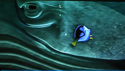 Dory Smashed by Whale