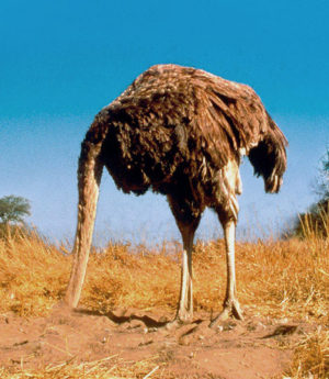 Ostrich with its head in the sand