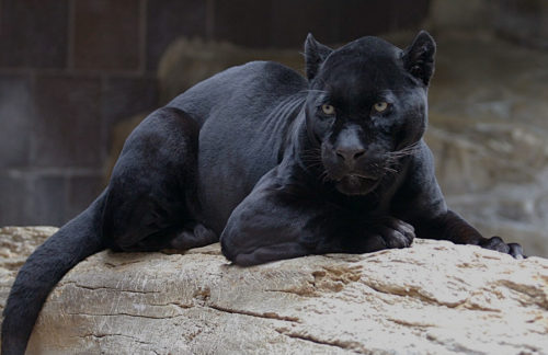 The Black Panther walk-thru exhibit at Disney's Animal Kingdom in the real life Wakanda land