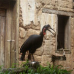 Flights of Wonder bird at Animal Kingdom