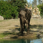 Elephant at Kilimanjaro Safari