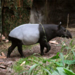 Malaysian Tapir at Maharajah Jungle Trek