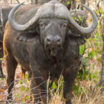 Water buffalo