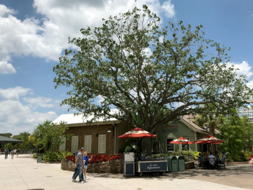 Glowing Oak outside D-Luxe Burger at Disney Springs