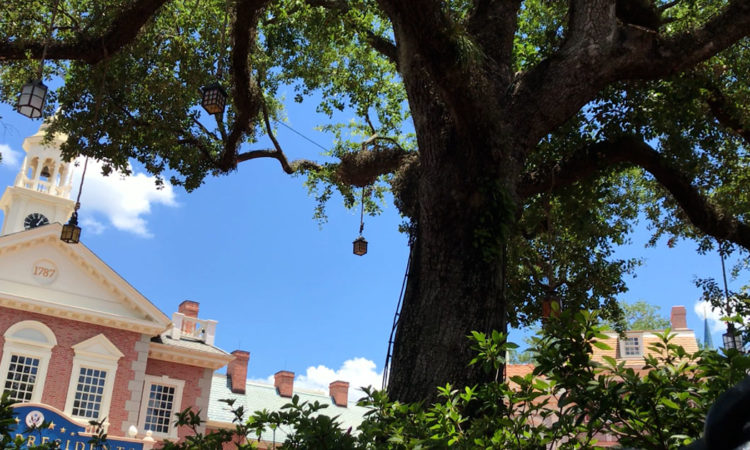 Liberty Tree in Magic Kingdom's Liberty Square