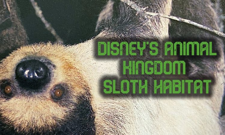 The Animal Kingdom Sloth Exhibit is Still Hanging Around