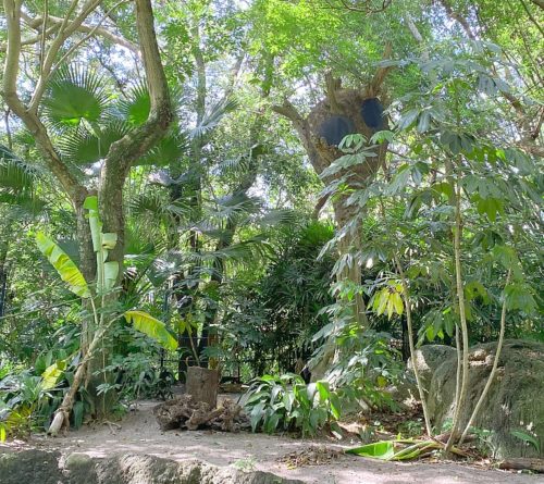 The Animal Kingdom sloth habitat