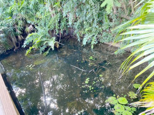 Mysterious lagoon seen from Pandora boardwalk